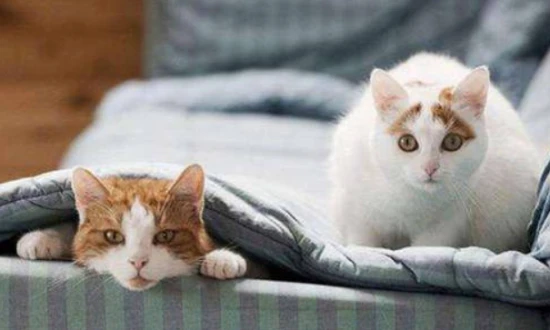 How can you change a cat's fear of strangers?