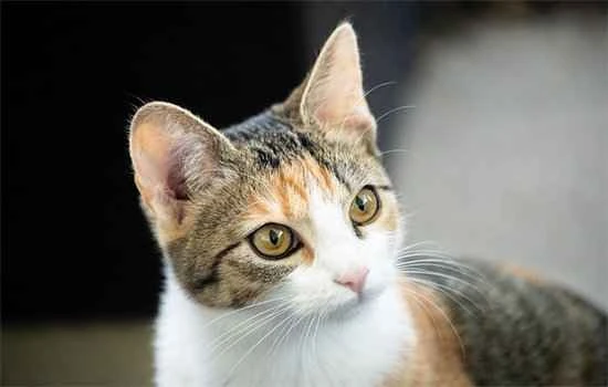 Can I bring a cat on a high-speed train? How can I check my cat in as luggage on a high-speed train?