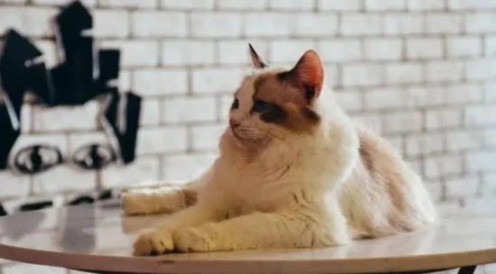 New cat owners should pay attention to the following: