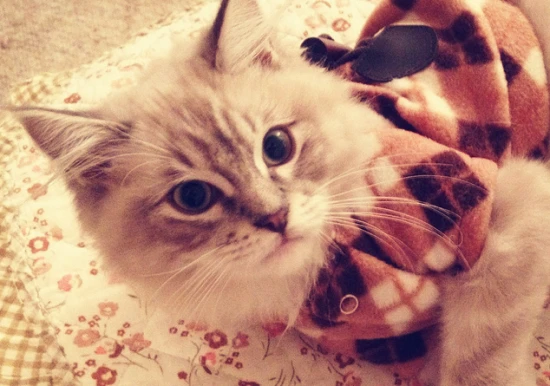 What are the consequences of frequently hitting a cat? You can't hit a cat too hard.