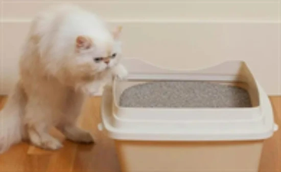 How often should you change your cat litter?