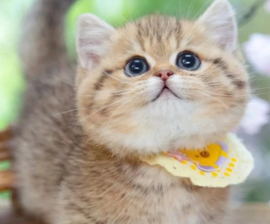 “比狗还忠诚”的6种猫，颜值高还好养，养到就是赚到