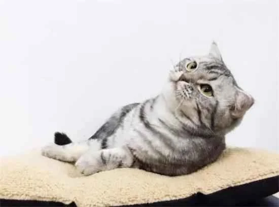 What to do if your American Shorthair cat drools a lot?