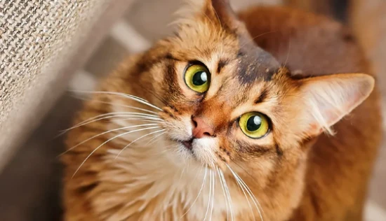 Understanding these points makes allergy relief from cat dander allergies quite simple.