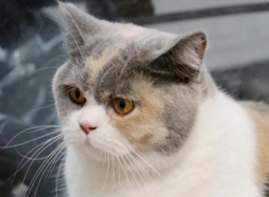 Why do cats' fur become fluffy in winter? Do they need special care?