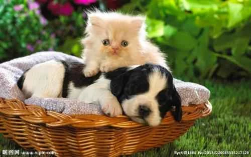 Can I spray alcohol on a kitten?