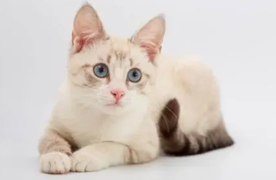 The cat lay down with its belly up as soon as it saw its owner.