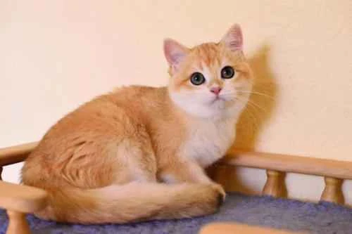 What should I do if my cat has a skin disease?