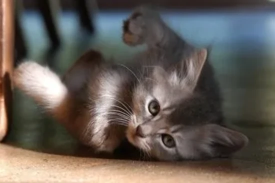 How to care for a newborn kitten