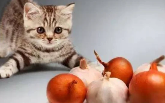 Can cats eat pine nuts?