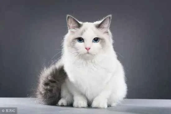 Why do cats have red eye discharge?