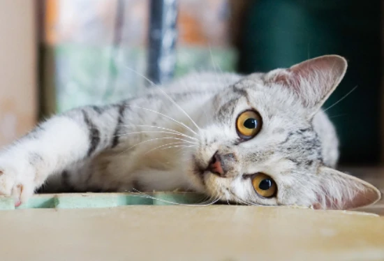 Cats that look "easily beaten up"—check if yours is one!