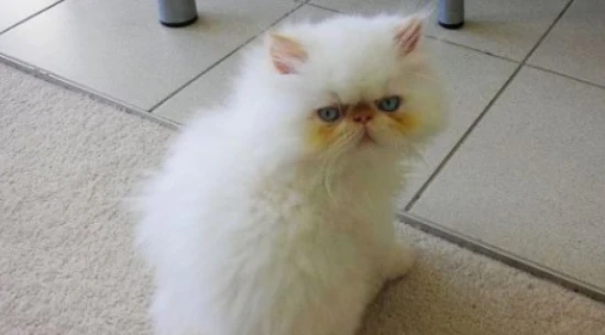 What is the order in which cats should be vaccinated? How should cats be vaccinated?