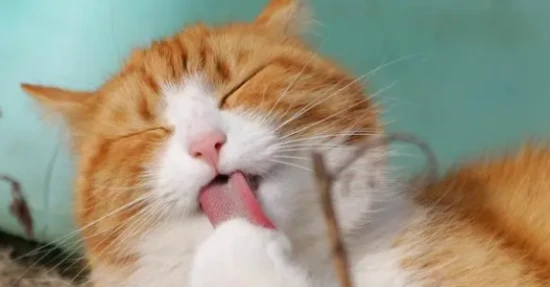 What are some good brands of deworming medication for cats?