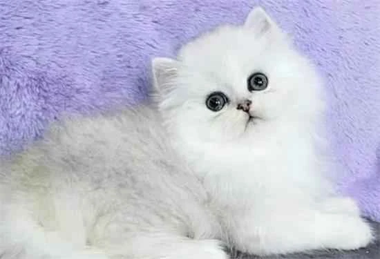 How to test the quality of cat food with water: A method to check if you bought the right cat food.