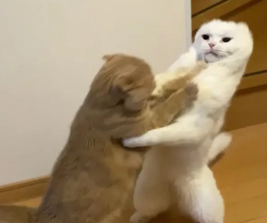 What to do if two male cats fight?