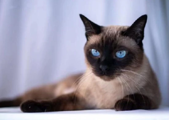 How can you doubt how much a Siamese cat loves you when it shows such behavior of recognizing its owner?