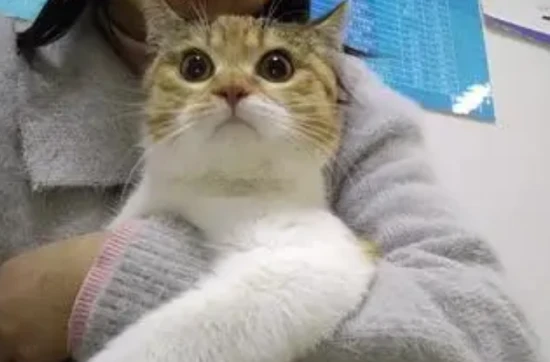 How much does a PCR test for a cat cost?