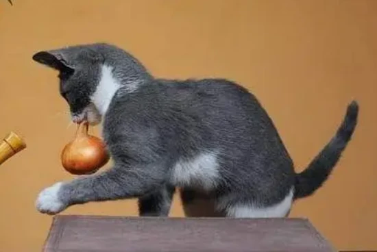 How long can a cat live after eating onions?