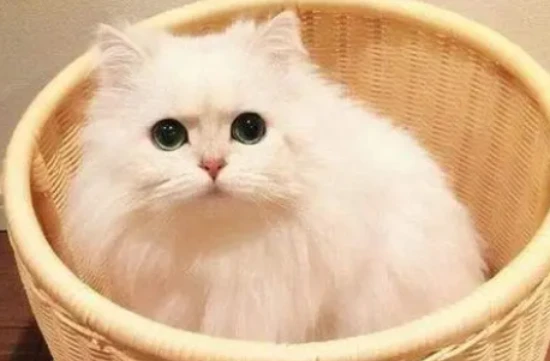 How many grams of taurine should a cat take daily?