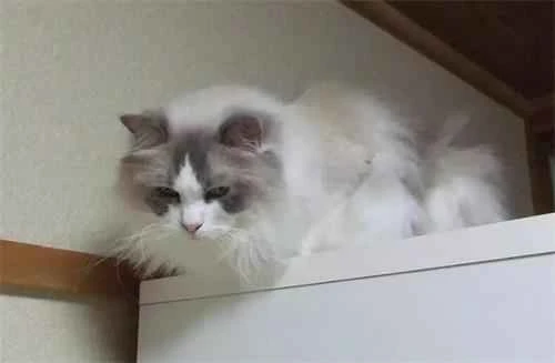 Can a cat find its way home? Can a cat find its way home by itself?