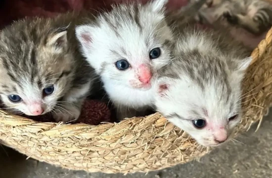 When were cats introduced to China?