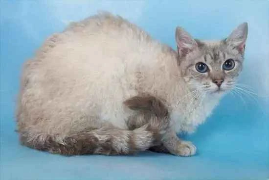 Labang cat personality traits