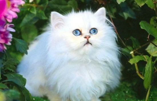 What breed is Qiuqiu? Do you like Qiuqiu?