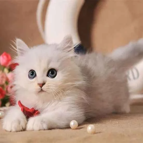 Why can't you keep a stray cat as a pet?