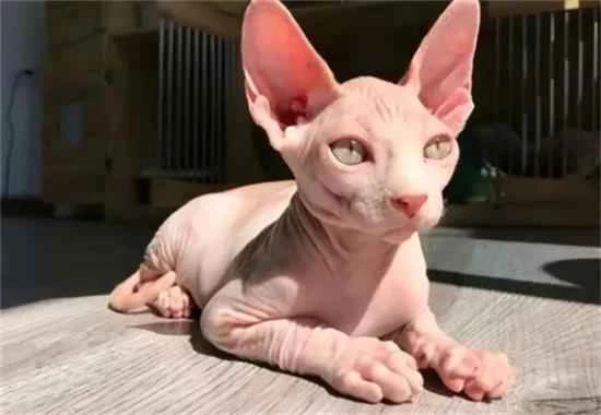 网评“脾气最好”的几种猫，能放心养！