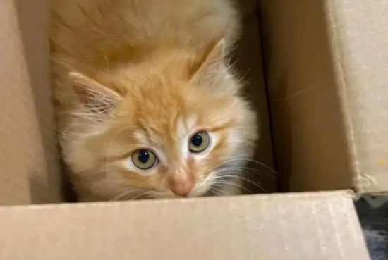 Will the cat know if I throw it away?