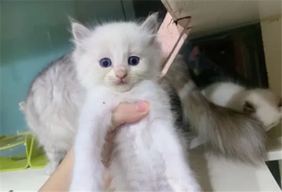 What to do if a kitten's face is dirty?