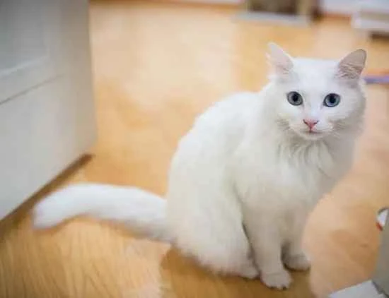 Are Siamese cats good-natured?