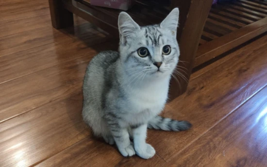 How many days does a cat typically call for heat?