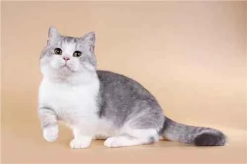 How long does it take for a cat to vomit up hairballs after taking hairball remedy?