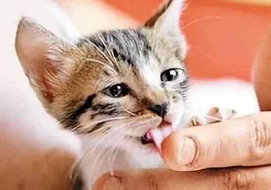 Be careful in the following three situations: your cat might bite.