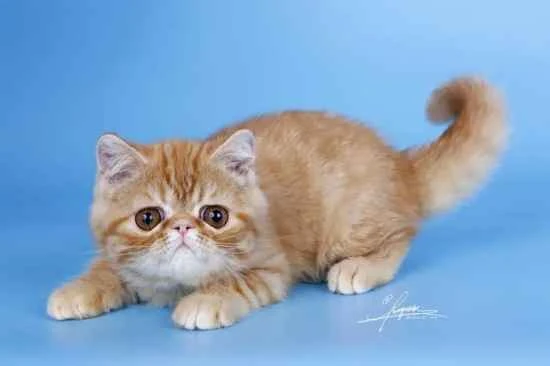 There are three reasons why a cat might have white scabs at the base of its fur. Let's see which one is correct.