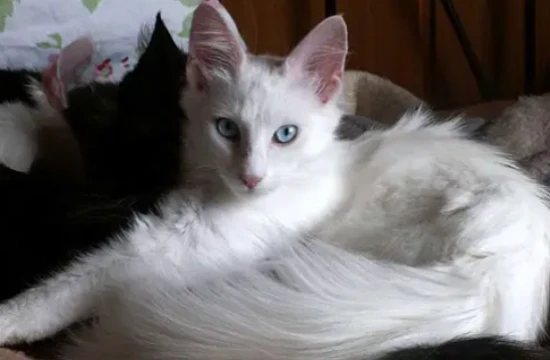 Turkish Angora Cat Food Taboos