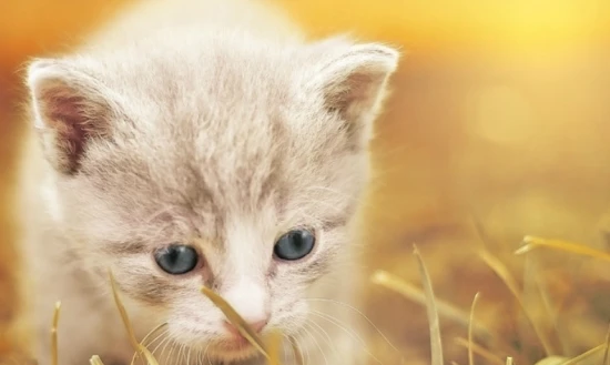 What should a cat eat to gain weight if it's too thin?