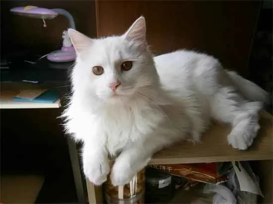 Why can't cats eat salt?