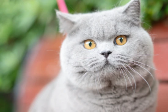 Can British Shorthair cats be checked in as luggage?