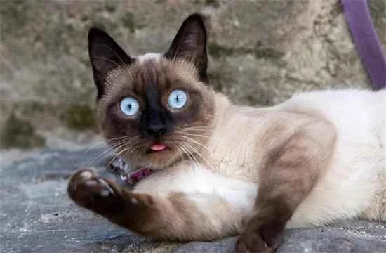 Solutions for excessive shedding in Siamese cats