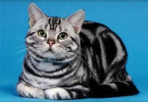 What to do if your cat has a poor appetite in the summer?