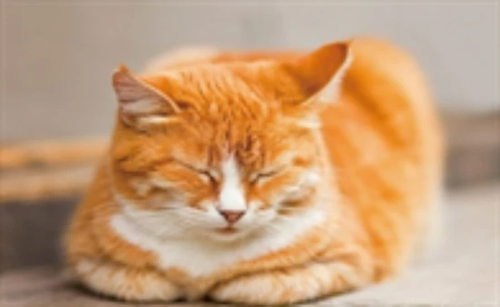 Can cats eat milk shells?