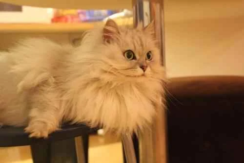 The cat suddenly started licking its lips frequently.