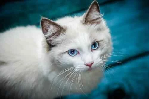 What to do about static electricity when holding a cat in winter?