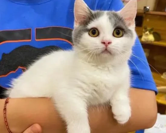 Can kittens drink infant formula?