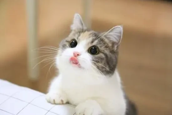 The cat made a low hissing sound.