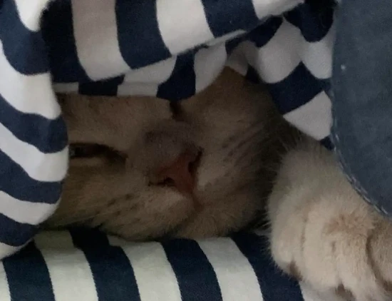 The cat suddenly started frequently crawling under the covers.