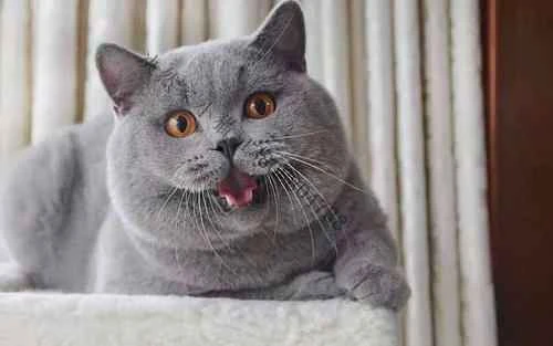 Are British Shorthair cats afraid of the cold? Do cats need to wear clothes?